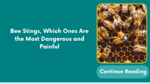 Bee Stings, Which Ones Are the Most Dangerous and Painful