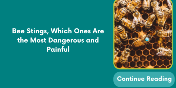 Bee Stings, Which Ones Are the Most Dangerous and Painful